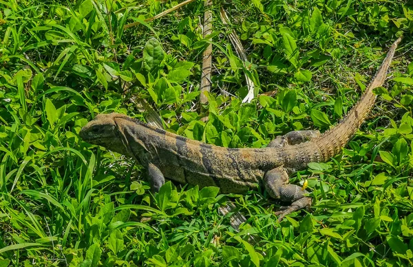 Enorme Iguana Gecko Animal Grama Antigo Tulum Ruínas Local Maia — Fotografia de Stock
