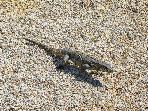 Huge Iguana Gecko Animal Ground Ancient Tulum Ruins Mayan Site — 스톡 사진