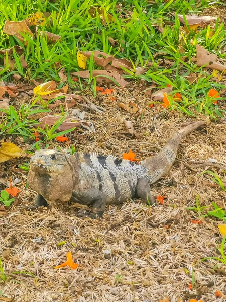 Huge Iguana Gecko Animal Grass Ancient Tulum Ruins Mayan Site — 스톡 사진