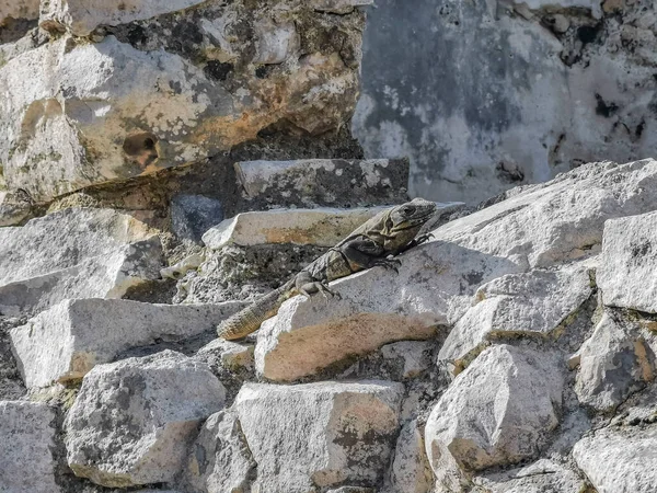 Величезна Тварина Iguana Gecko Скелях Древньому Тулумі Руїни Майя Руїнами — стокове фото