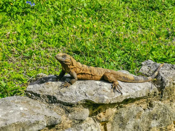 Huge Iguana Gecko Animal Rocks Ancient Tulum Ruins Mayan Site — Fotografia de Stock