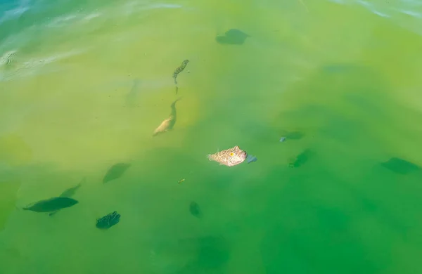 Peixes Tropicais Nadando Turquesa Verde Água Azul Ilha Holbox Quintana — Fotografia de Stock