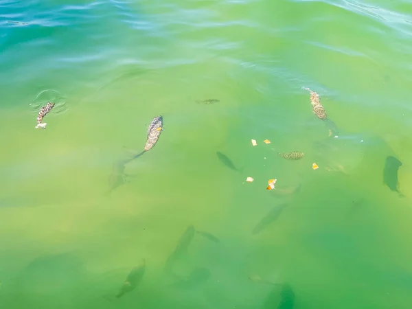 Tropical Fish Swimming Green Turquoise Blue Water Holbox Island Quintana — Foto de Stock