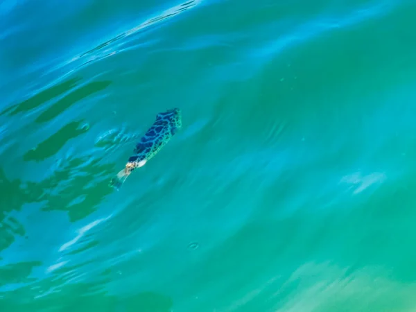 Тропические Рыбы Плавающие Зеленой Бирюзовой Голубой Воде Острове Холбокс Кинтана — стоковое фото