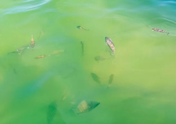 Tropical Fish Swimming Green Turquoise Blue Water Holbox Island Quintana — 스톡 사진