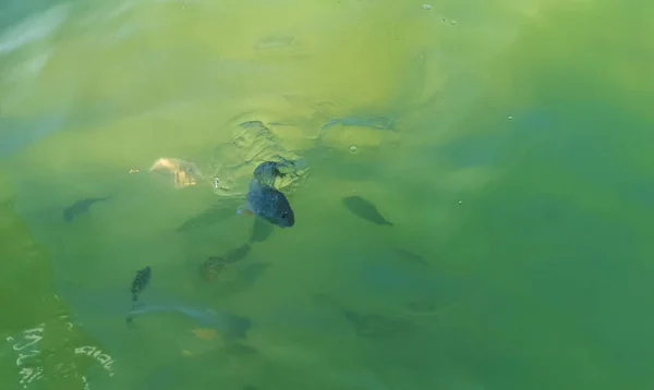 Tropical Fish Swimming Green Turquoise Blue Water Holbox Island Quintana — Foto de Stock