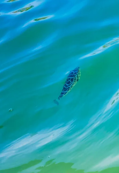 Tropical Fish Swimming Green Turquoise Blue Water Holbox Island Quintana — Fotografia de Stock
