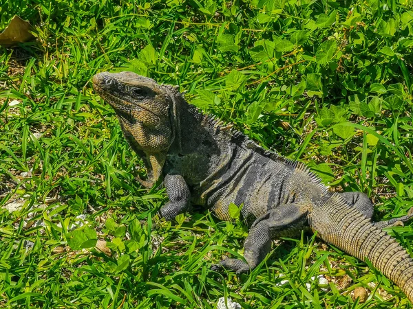Huge Iguana Gecko Animal Grass Ancient Tulum Ruins Mayan Site — Zdjęcie stockowe