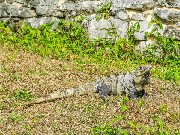 Huge Iguana Gecko Animal Grass Ancient Tulum Ruins Mayan Site — ストック写真