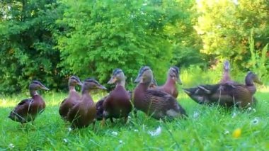 Erkek ve dişi yaban ördekleri yeşil çimlerde doğal arka planda Hemmoor Hechthausen Cuxhaven Aşağı Saksonya Almanya 'sında.