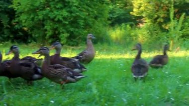 Erkek ve dişi yaban ördekleri yeşil çimlerde doğal arka planda Hemmoor Hechthausen Cuxhaven Aşağı Saksonya Almanya 'sında.