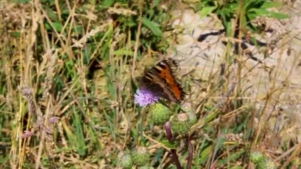 Orange Butterfly Small Fox Tortoiseshell Aglais Urticae Yellow Flowers Hechthausen — Vídeo de Stock