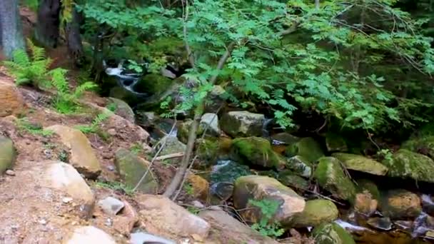 Small Waterfall River Stream Landscape Panorama Brocken Mountain National Park — Stockvideo