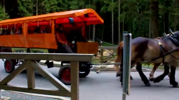 Dolna Saksonia Niemcy Wrzesień 2010 Przewóz Konny Turyści Lesie Jodłami — Wideo stockowe