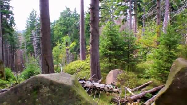 Forest Dead Broken Fir Trees Landscape Panorama Walking Trekking Path — ストック動画