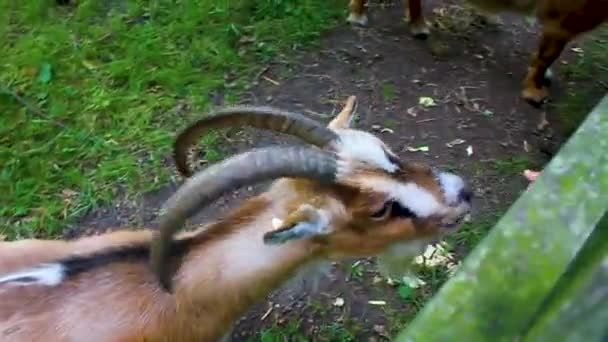 Young Cute Small Goat Horns Antlers Looking Camera Goats Farm — Stock Video