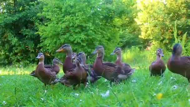 Erkek Dişi Yaban Ördekleri Yeşil Çimlerde Doğal Arka Planda Hemmoor — Stok video