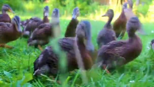Erkek Dişi Yaban Ördekleri Yeşil Çimlerde Doğal Arka Planda Hemmoor — Stok video