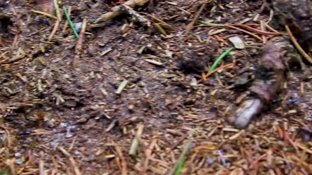 Trabajo Equipo Hormigas Con Muchas Hormigas Vista Panorámica Natural Hermosa — Vídeos de Stock