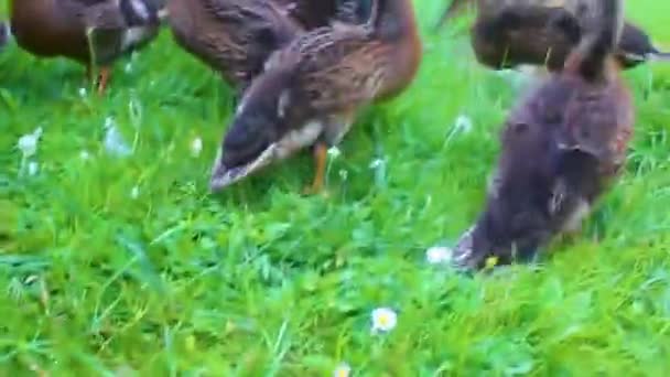 德国下萨克森州黑姆莫尔河畔赫索森岛绿草天然背景上的雄性和雌性野鸭 — 图库视频影像