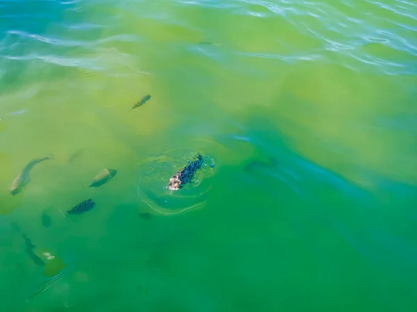 Tropical Fish Swimming Green Turquoise Blue Water Holbox Island Quintana — Stock Photo, Image