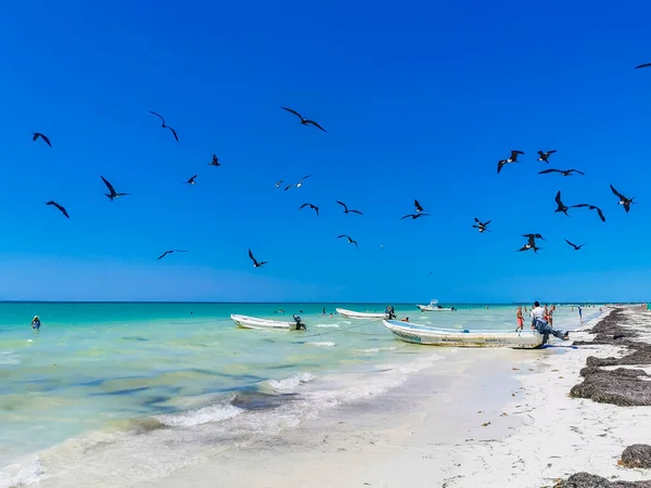 Holbox Mexico April 2022 Fregat Vögel Schwärmen Strand Auf Der — Stockfoto