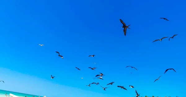 Fregat Birds Flock Feeding Beach Beautiful Island Holbox Quintana Roo — 图库照片