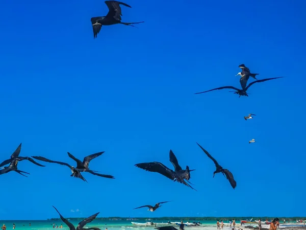 Holbox Mexico April 2022 Fregat Birds Flock Feeding Beach Beautiful — 图库照片