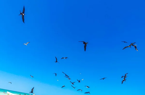 Fregat Birds Flock Feeding Beach Beautiful Island Holbox Quintana Roo — Fotografia de Stock