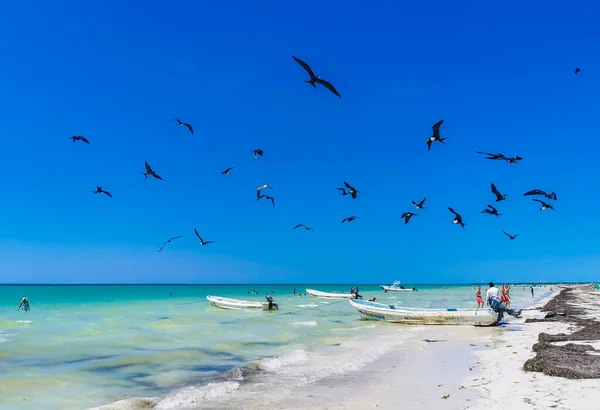 Holbox Meksyk Kwiecień 2022 Fregat Stado Ptaków Żywiące Się Plaży — Zdjęcie stockowe