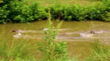 Speedy male and female mallard ducks swim very fast on green natural forest background in Hemmoor Hechthausen Cuxhaven Lower Saxony Germany.