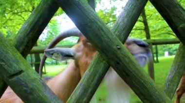 Tatlı ve komik boynuzlu aç keçi Brgerpark Bremerhaven Almanya 'sında keçi çiftliğinde yemek yerken kameranın çitinden bakıyor..