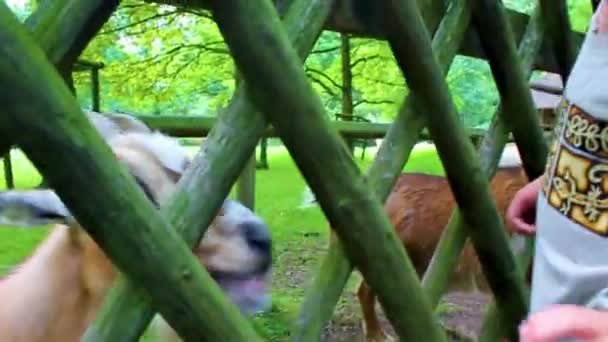 Cute Funny Hungry Goat Horns Antlers Looking Camera Thru Fence — Vídeo de Stock