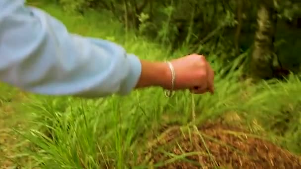 Мальчик Молодой Человек Играет Муравьиным Холмом Большим Количеством Муравьев Естественной — стоковое видео