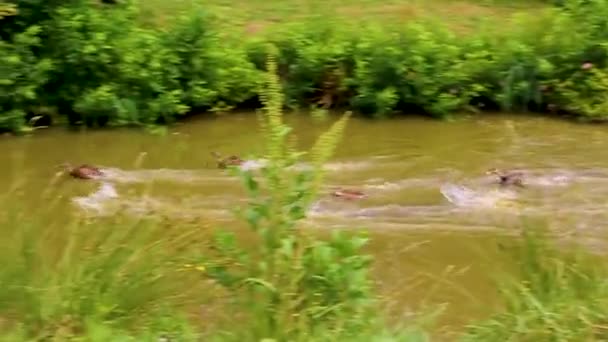 Speedy Male Female Mallard Ducks Swim Very Fast Green Natural — Vídeos de Stock