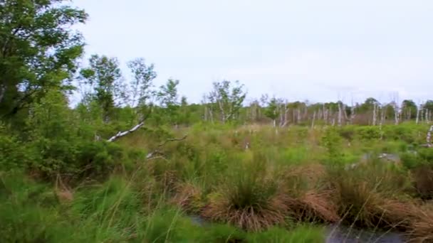 德国下萨克森州间歇泉皮平堡森林的沼泽沼泽沼泽池塘湖泊和绿树成荫的自然美全景 — 图库视频影像