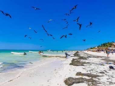 Holbox Mexico 16. April 2022 Fregat birds flock feeding on the beach on the beautiful island of Holbox in Quintana Roo Mexico.