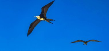 Fregat kuş sürüsü, Quintana Roo Mexico 'daki Holbox adasının kumsalında mavi gökyüzü arka planıyla uçuyor..