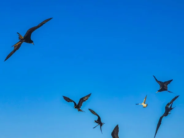 Fregat Bird Birds Flock Flying Blue Sky Background Beach Beautiful — 图库照片