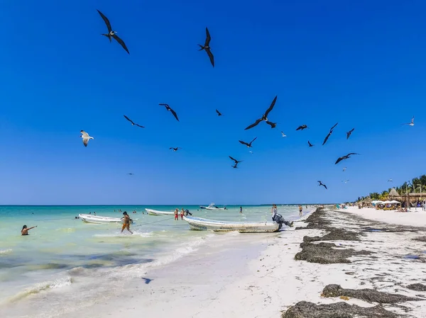 Holbox México Abril 2022 Fregat Aves Alimentan Playa Hermosa Isla — Foto de Stock