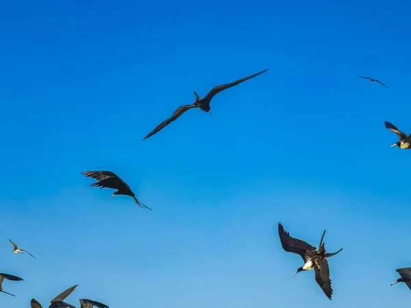 Fregat bird birds flock are flying around with blue sky background above the beach on the beautiful island of Holbox in Quintana Roo Mexico.