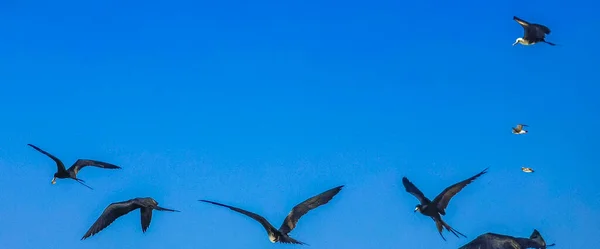 Fregat Aves Bandada Están Volando Alrededor Con Fondo Cielo Azul — Foto de Stock