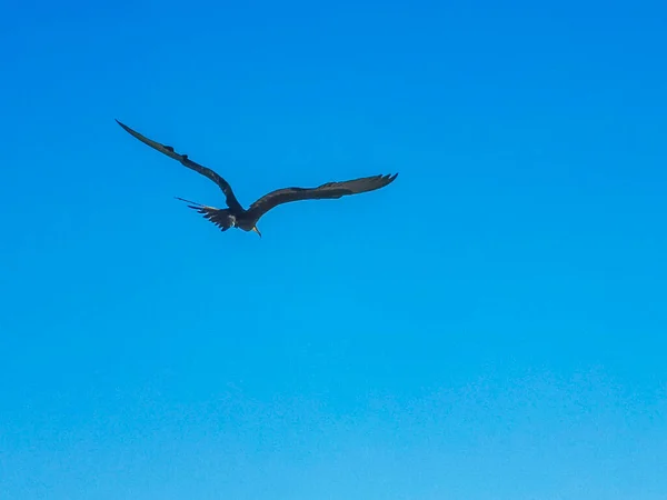 Fregat Bird Birds Flock Flying Blue Sky Background Beach Beautiful — Stok fotoğraf
