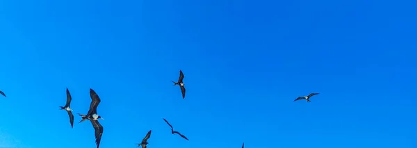 Fregat Bird Birds Flock Flying Blue Sky Background Beach Beautiful — 스톡 사진