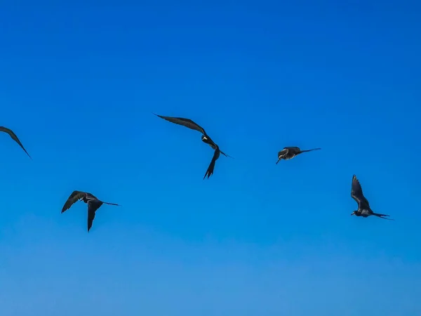 Fregat Bird Birds Flock Flying Blue Sky Background Beach Beautiful — 图库照片