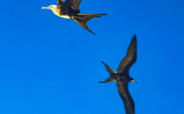 Fregat Ptaków Stado Latają Wokół Niebieskim Tle Nieba Nad Plażą — Zdjęcie stockowe