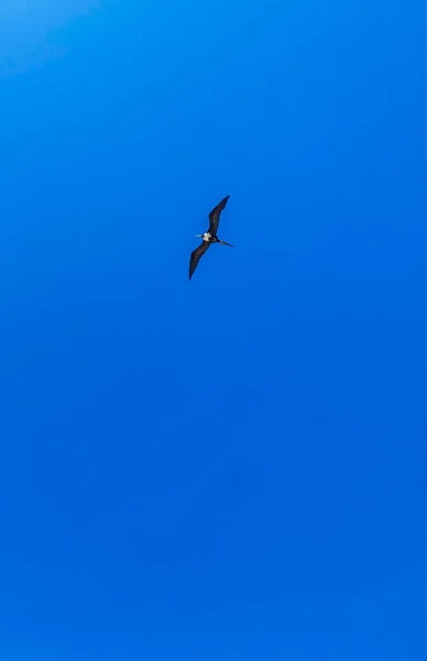 Fregat Bird Birds Flock Flying Blue Sky Background Beach Beautiful — Fotografia de Stock