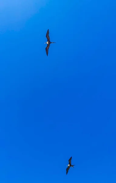 Fregat bird birds flock are flying around with blue sky background above the beach on the beautiful island of Holbox in Quintana Roo Mexico.