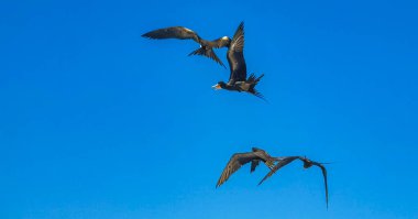 Fregat kuş sürüsü, Quintana Roo Mexico 'daki Holbox adasının kumsalında mavi gökyüzü arka planıyla uçuyor..