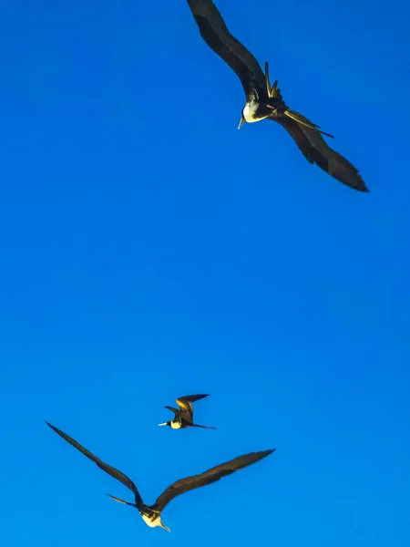 Fregat Bird Birds Flock Flying Blue Sky Background Beach Beautiful — Foto Stock